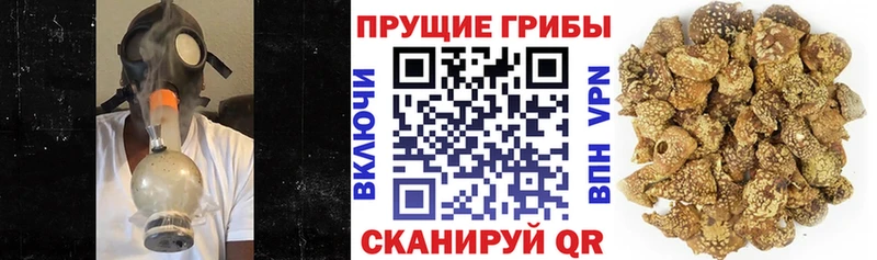 Псилоцибиновые грибы Psilocybe Новая Ляля